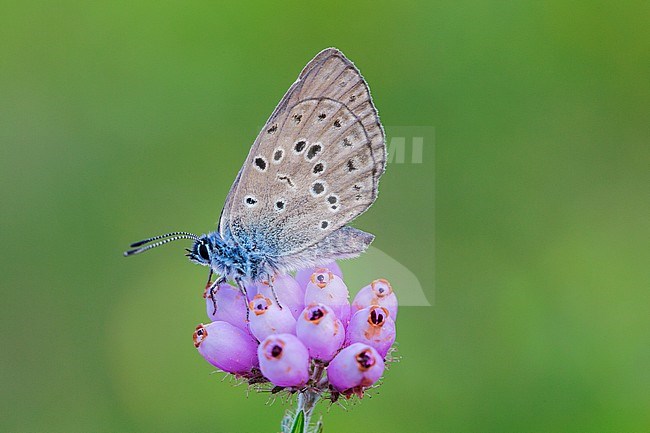 Gentiaanblauwtje, Alcon Blue, Phengaris alcon stock-image by Agami/Wil Leurs,