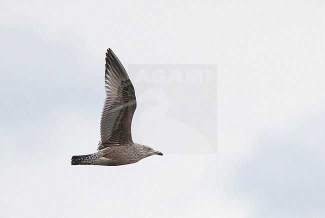 American Herring Gull, Larus smithsonianus, 1stWinter in flight at Cape May, New Jersey, USA stock-image by Agami/Helge Sorensen,