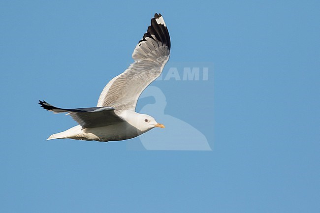 Stormmeeuw, Mew Gull, Larus canus ssp. heinei, Russia (Tscheljabinsk), adult stock-image by Agami/Ralph Martin,