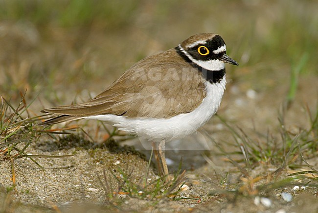 Kleine Plevier nabij het nest; Little Ringed Plover at breeding site stock-image by Agami/Hans Gebuis,