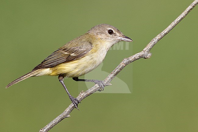 Adult 
Galveston Co., TX 
April 2010 stock-image by Agami/Brian E Small,