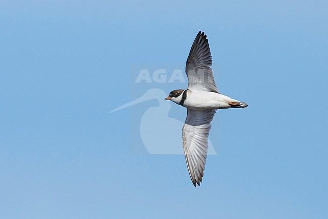 Adult Semipalmated Plover (Charadrius semipalmatus) in breeding plumage flying over Seward Peninsula, Alaska, USA. stock-image by Agami/Brian E Small,