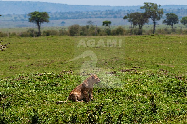 A lion cub, Panthera leo, in a savanna landscape. Masai Mara National Reserve, Kenya. stock-image by Agami/Sergio Pitamitz,