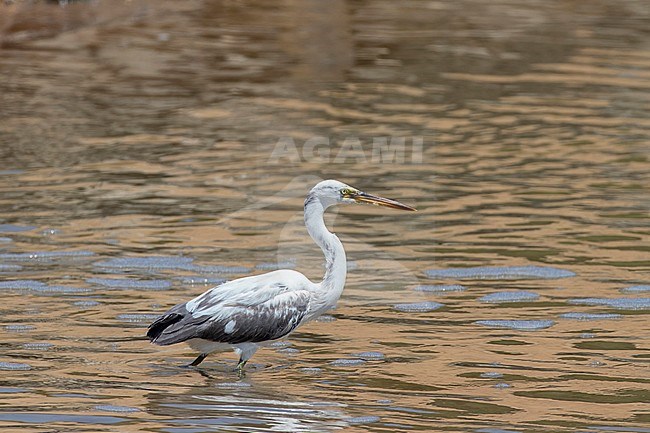 Intermediate morph Western Reef-Egret (Egretta gularis schistace) stock-image by Agami/Edwin Winkel,