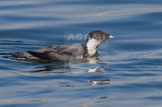 Immature
Los Angeles Co., CA
December 2014 stock-image by Agami/Brian E Small,