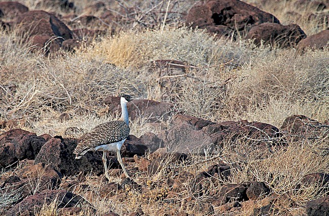 Heuglins trap, Heuglin's bustard stock-image by Agami/Pete Morris,