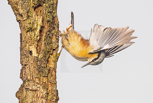 Eurasian Nuthatch; Boomklever, Sitta Europaea stock-image by Agami/Alain Ghignone,