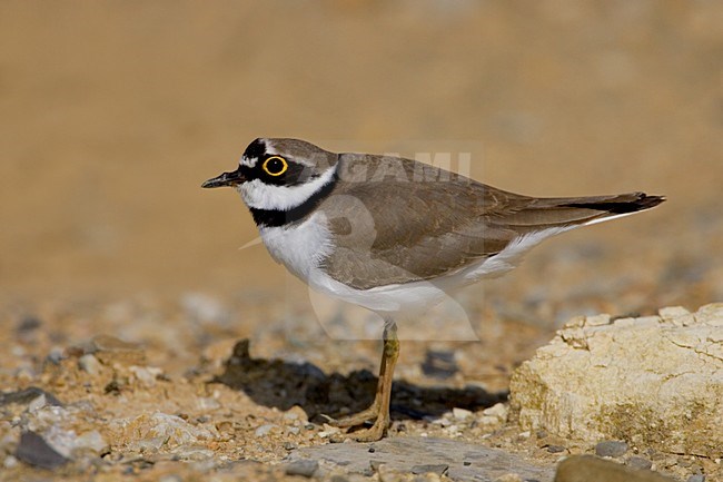 Little Ringed Plover standing; Kleine Plevier staand stock-image by Agami/Daniele Occhiato,