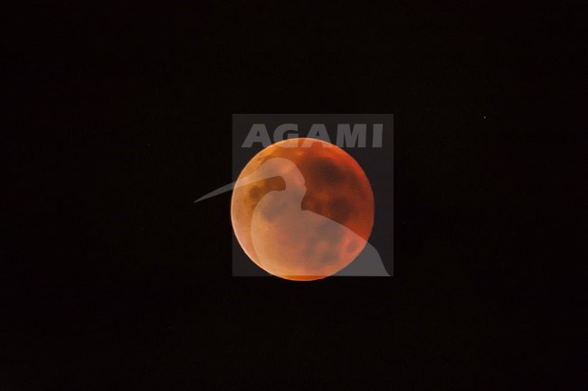 Blood Moon in total lunar eclipse, bloedmaan tijdens volledige maansverduistering, stock-image by Agami/Rob Riemer,