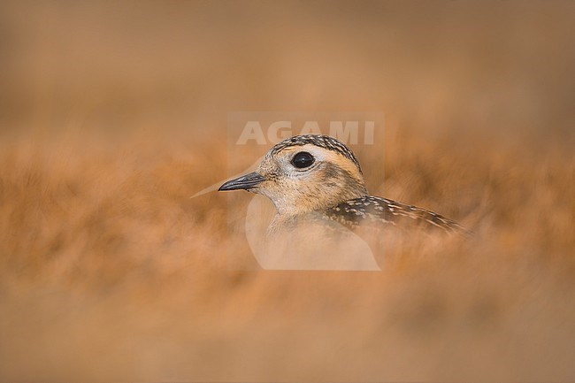 Eurasian Dotterel (Charadrius morinellus) perched in the gras stock-image by Agami/Daniele Occhiato,