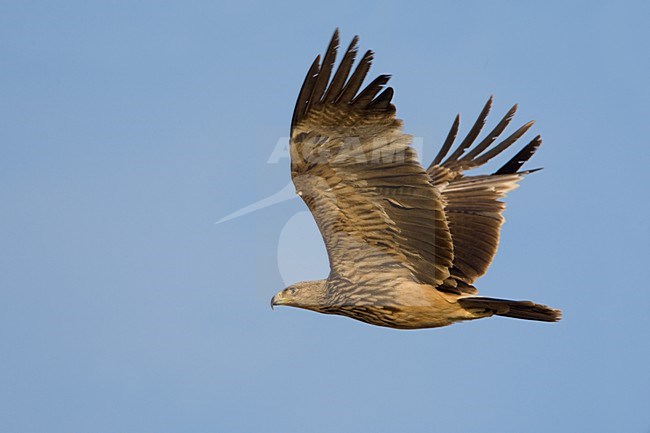 Keizerarend in vlucht; Asian Imperial Eagle in flight stock-image by Agami/Daniele Occhiato,