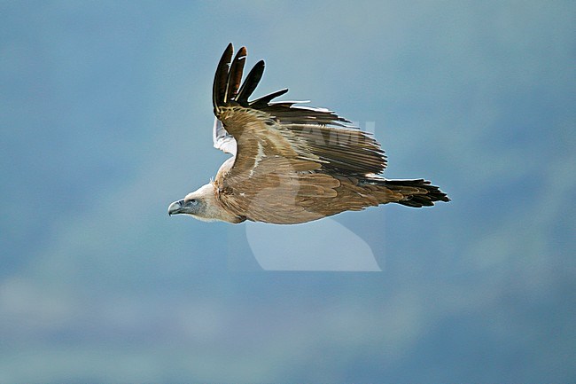 REurasian Griffon Vulture (Gyps fulvus) adult in flight stock-image by Agami/Dick Forsman,