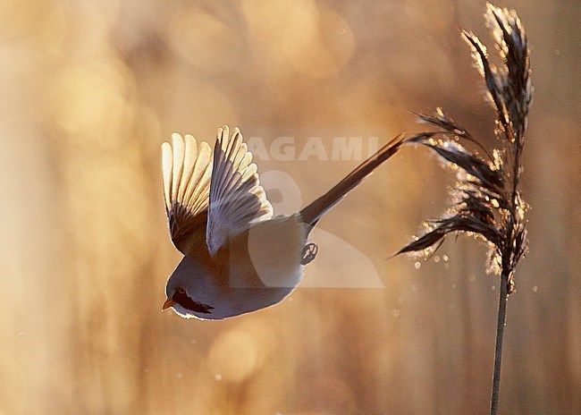 Bearded Reedling male (Panurus biarmicus) Helsinki Finland January 2016 stock-image by Agami/Markus Varesvuo,