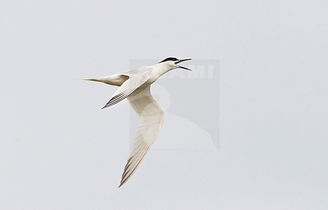 Roepende Grote Stern in zomerkleed; Calling Sandwich Tern in breeding plumage stock-image by Agami/Marc Guyt,