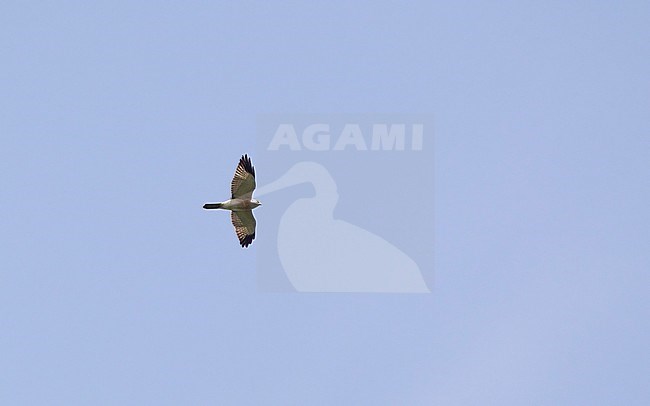 Chinese Sparrowhawk (Accipiter soloensis) migrating over Kaeng Krachan National Park, Thailand stock-image by Agami/Helge Sorensen,