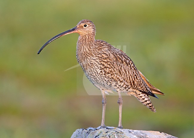 Wulp staat op een steen; Eurasian Curlew standing on a rock stock-image by Agami/Markus Varesvuo,