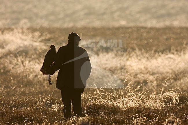 Valkenier met valk; Falconer with falcon stock-image by Agami/Wim Wilmers,