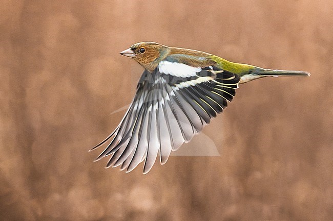 Wintering Common Chaffinch (Fringilla coelebs) in Italy. Male in flight. stock-image by Agami/Daniele Occhiato,