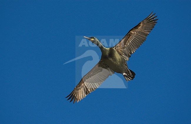 Volwassen Kuifaalscholver in de vlucht; Adult European Shag in flight stock-image by Agami/Markus Varesvuo,