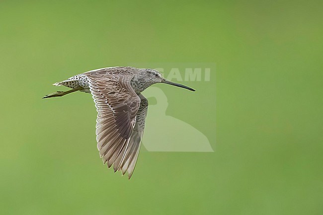 Adult non-breeding
Galveston Co., TX
April 2023 stock-image by Agami/Brian E Small,