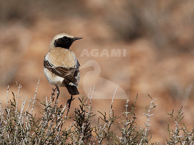 Mannetje Woestijntapuit zittend in struikje; Male Desert Wheatear perched in top of scrub stock-image by Agami/Markus Varesvuo,