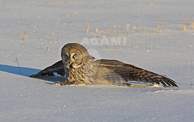 Great Grey Owl adult sitting in the snow; Laplanduil volwassen staand in de sneeuw stock-image by Agami/Markus Varesvuo,