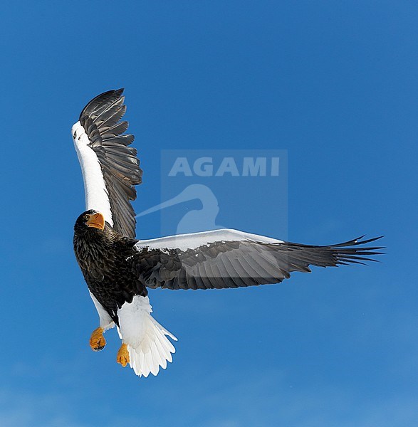 Volwassen Stellers zeearend in vlucht, Adult Stellers Sea-eagle in flight stock-image by Agami/Markus Varesvuo,
