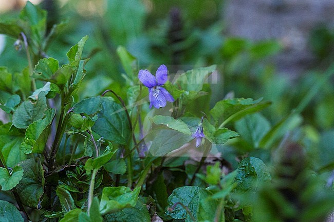 Skov-Viol, Early Dog-violet,Viola stock-image by Agami/Wil Leurs,