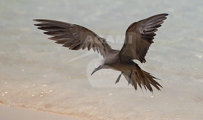Common Brown Noddy (Anous stolidus) adult in flight stock-image by Agami/Ian Davies,