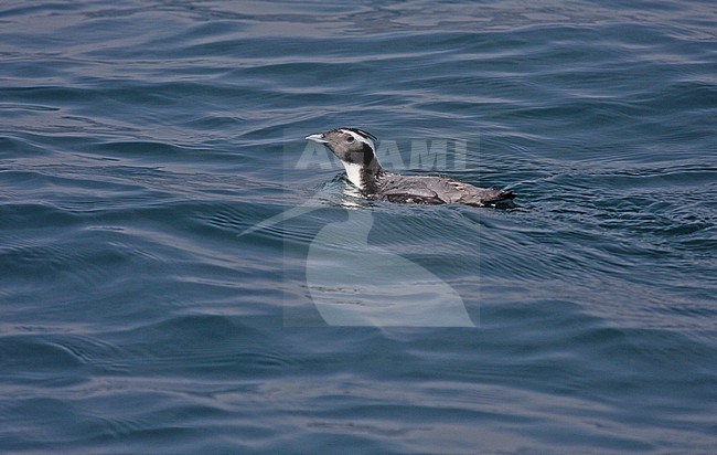 Japanese Murrelet (Synthliboramphus wumizusume) swimming off Japan. stock-image by Agami/Pete Morris,