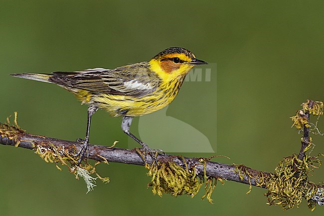 Adult male breeding
Galveston Co., TX
May 2012 stock-image by Agami/Brian E Small,