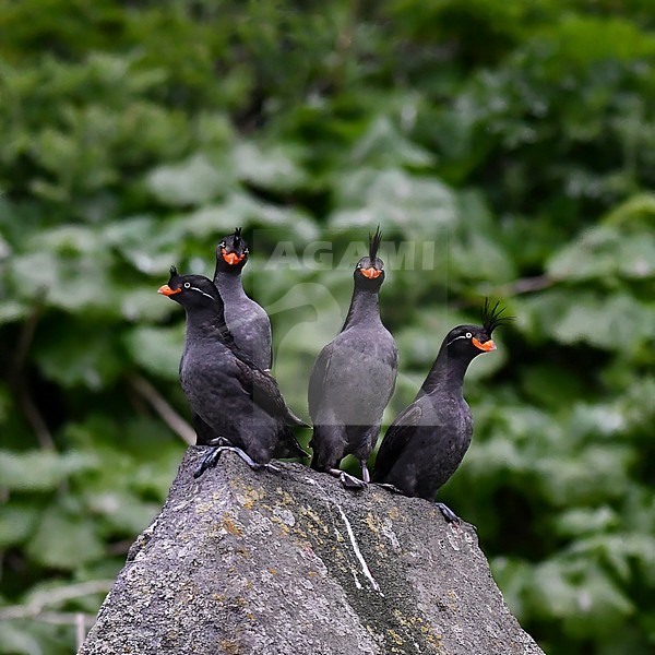 Crested Auklet, Aethia cristatella, in the Yankicha caldera, Kuril Islands chain, in the Sea of Okhotsk, Russia. stock-image by Agami/Laurens Steijn,