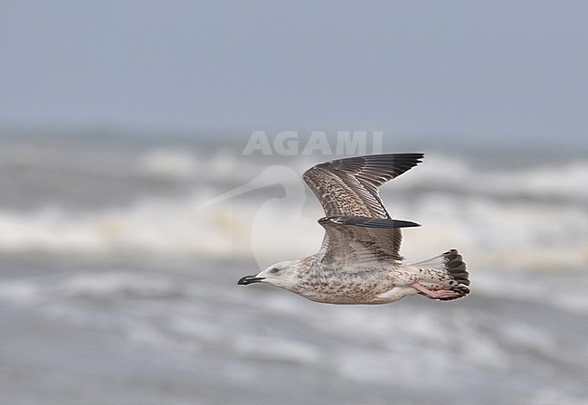 First-winter Caspian Gull (Larus cachinnans) on the beach at Noordwijk in the Netherlands during early October. stock-image by Agami/Casper Zuijderduijn,