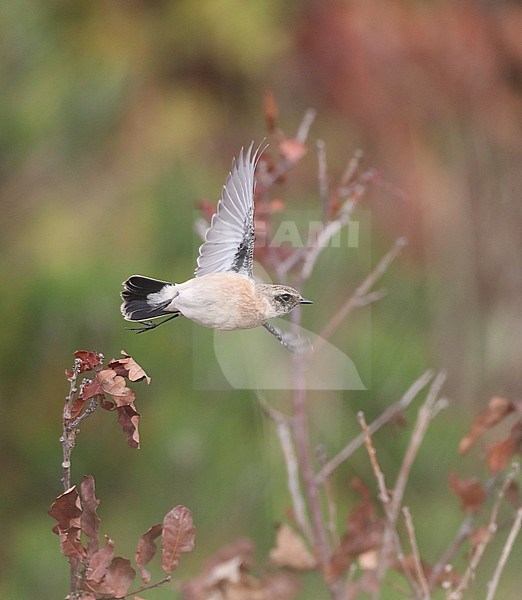 First-winter male Siberian Stonechat (Saxicola maurus) in flight in the dunes on the eastern end of Dutch Wadden Isle Vlieland. stock-image by Agami/Marc Guyt,