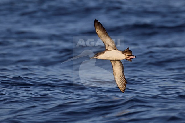 Yelkouanpijlstormvogel in de vlucht; Yelkouan Shearwater in flight stock-image by Agami/Daniele Occhiato,