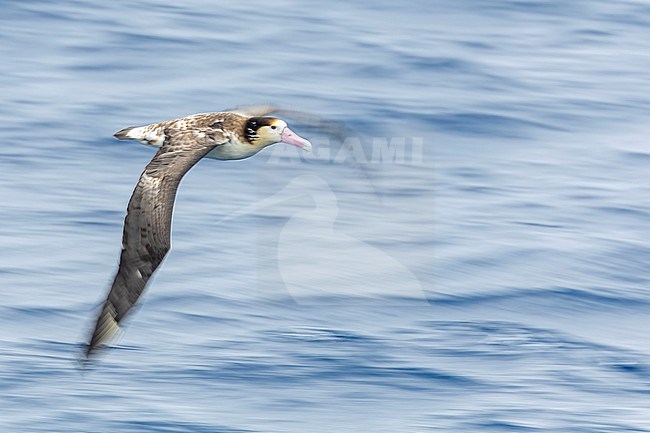 Immature Short-tailed Albatross (Phoebastria albatrus) at sea off Torishima island, Japan. Also known as Steller's albatross. In flight, with slow shutter speed. stock-image by Agami/Marc Guyt,