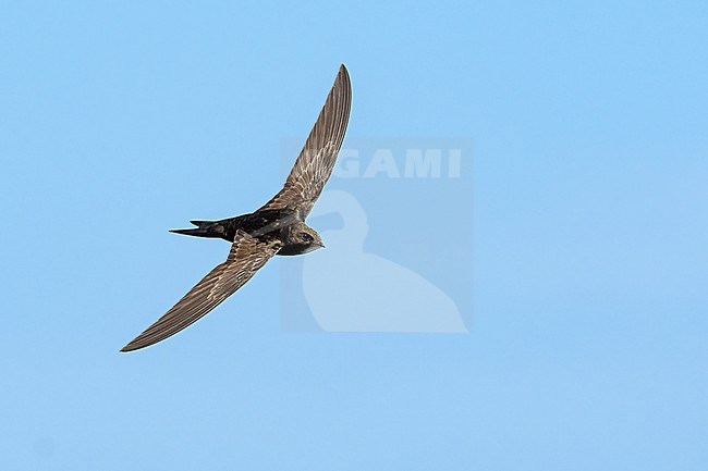 Common Swift (Apus apus) flying agains blue sky in Bulgaria. stock-image by Agami/Marcel Burkhardt,