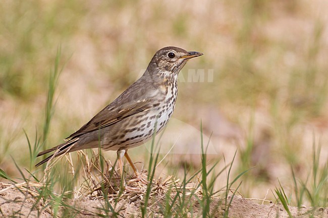 Zanglijster; Song Thrush; stock-image by Agami/Daniele Occhiato,