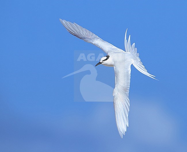 Adult Black-naped Tern (Sterna sumatrana) at Lady Elliot Island, Australia. In flight seen from above. stock-image by Agami/Aurélien Audevard,