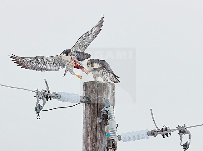 Peregrine (Falco peregrinus) Canada January 2017 stock-image by Agami/Markus Varesvuo,