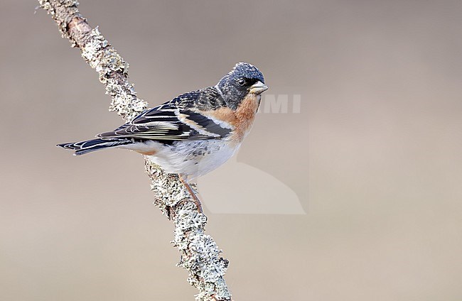 A male Brambling moulting to summer plumage. Possibly a second calendar year bird? stock-image by Agami/Onno Wildschut,