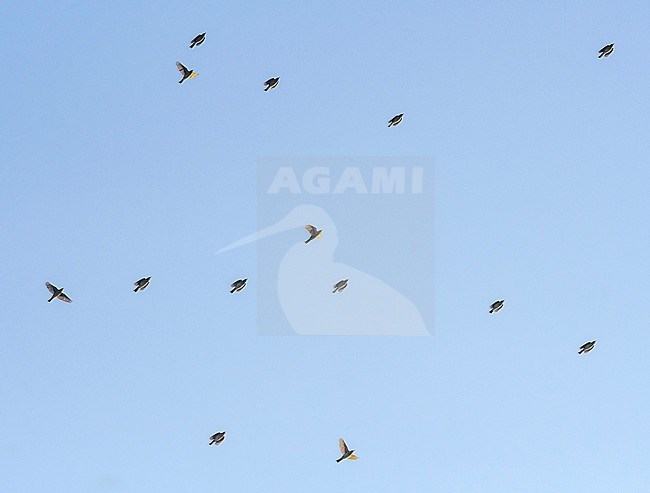 Migrating flock of Redwings (Turdus iliacus) flying overhead over Tongplaat near Dordrecht in the Netherlands. stock-image by Agami/Hans Gebuis,