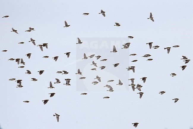 A flock of migrating Eurasian Skylark (Alauda arvensis) is flying in dense formation stock-image by Agami/Mathias Putze,