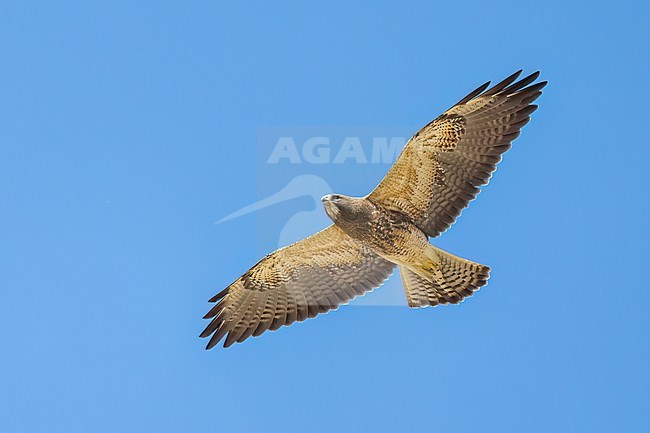 Juvenile (intermediate morph)
San Diego Co., CA
April 2023 stock-image by Agami/Brian E Small,