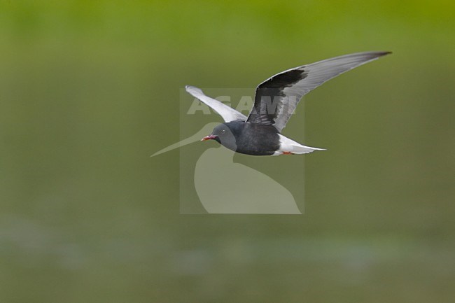 White-winged Black Tern adult flying; Witvleugelstern adult vliegend stock-image by Agami/Daniele Occhiato,