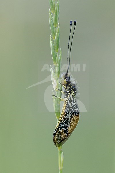 Owlfly resting on small plant in France. stock-image by Agami/Iolente Navarro,