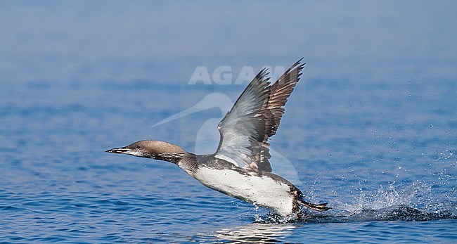 Arctic Loon - Prachttaucher - Gavia arctica ssp. arctica, Germany, adult moulting stock-image by Agami/Ralph Martin,