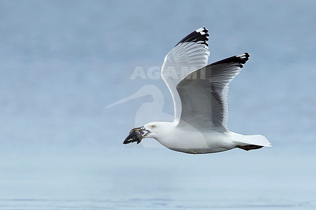 Adult American Herring Gull (Larus smithsonianus) in flight in
Monmouth County, New Jersey, USA.
March 2017 stock-image by Agami/Brian E Small,