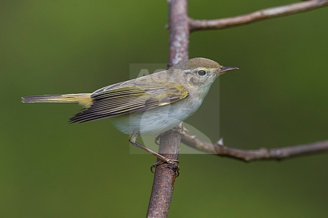 Westelijke Bergfluiter zittend op takje, Western Bonelli's Warbler perched on a branch stock-image by Agami/Daniele Occhiato,