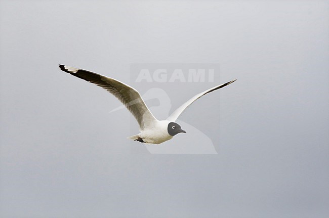 Andesmeeuw in de vlucht; Andean Gull in flight stock-image by Agami/Marc Guyt,